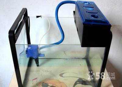 白云區三元里寵物用品魚缸及配件轉讓通知