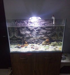 閑置魚(yú)缸及全套寵物配件轉(zhuǎn)讓，適合新手養(yǎng)魚(yú)愛(ài)好者