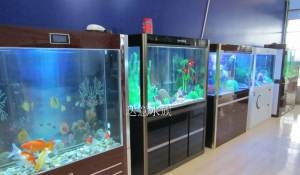 專業(yè)魚(yú)缸清洗、護(hù)理與水族用品配送 打造健康水族環(huán)境的全方位服務(wù)